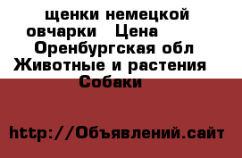 щенки немецкой овчарки › Цена ­ 100 - Оренбургская обл. Животные и растения » Собаки   